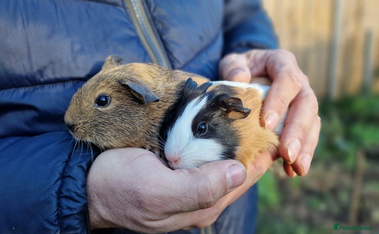Guinea Pig rodents  Baby Male and female Guinea pigs,  Ip3  - Advert 14