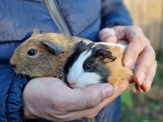 Guinea Pig rodents Baby Male and female Guinea pigs, Ip3 - Advert 22