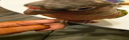 Conures birds for sale: Pair conures for sale - Advert 2