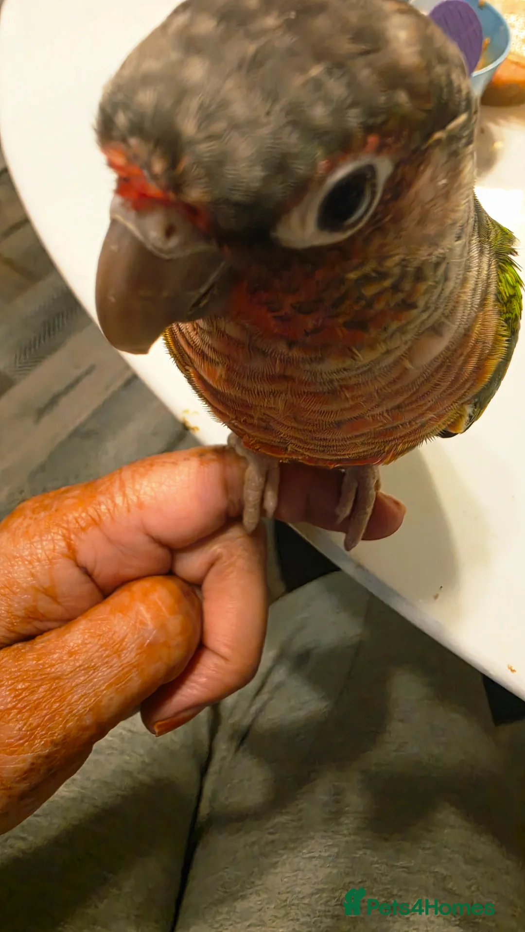 Conures birds for sale: Pair conures for sale - Advert 2