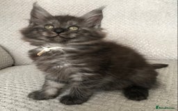 Maine Coon cats for sale: MaineCoon Kittens Black Smoke 1 Boy & 2 Girls - Image 37