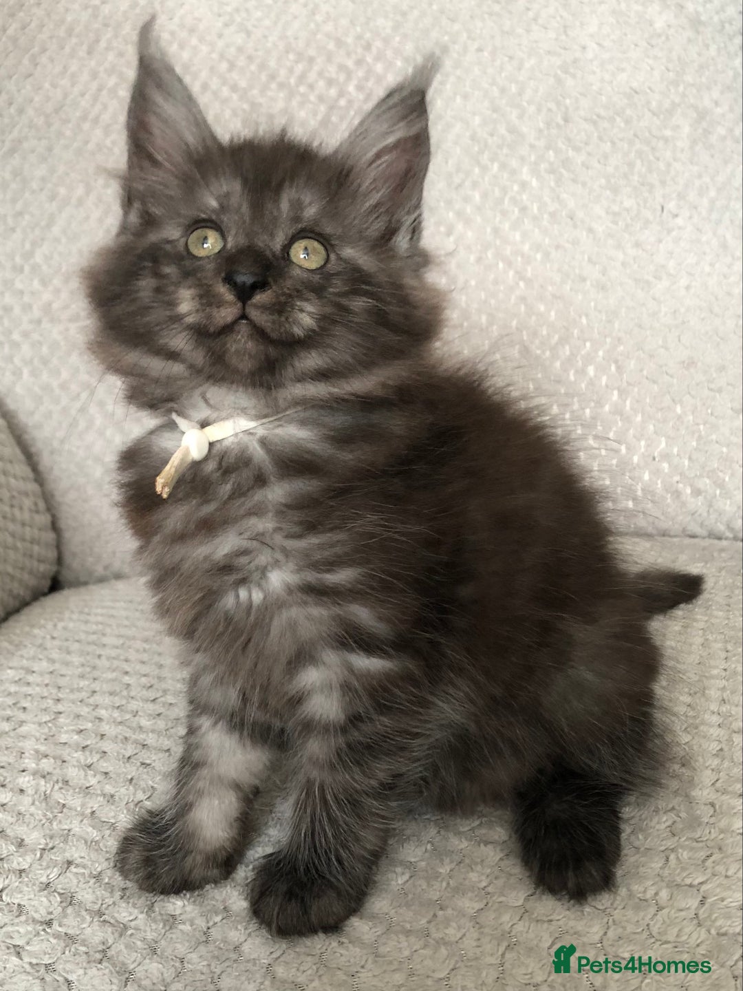 Maine Coon cats for sale: MaineCoon Kittens Black Smoke 1 Boy & 2 Girls - Image 37