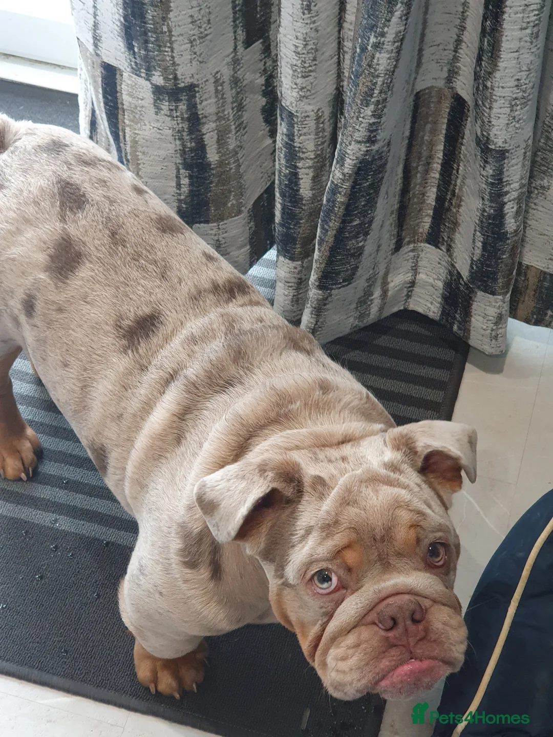 English Bulldog dogs for sale: Lilac merle - Advert 2