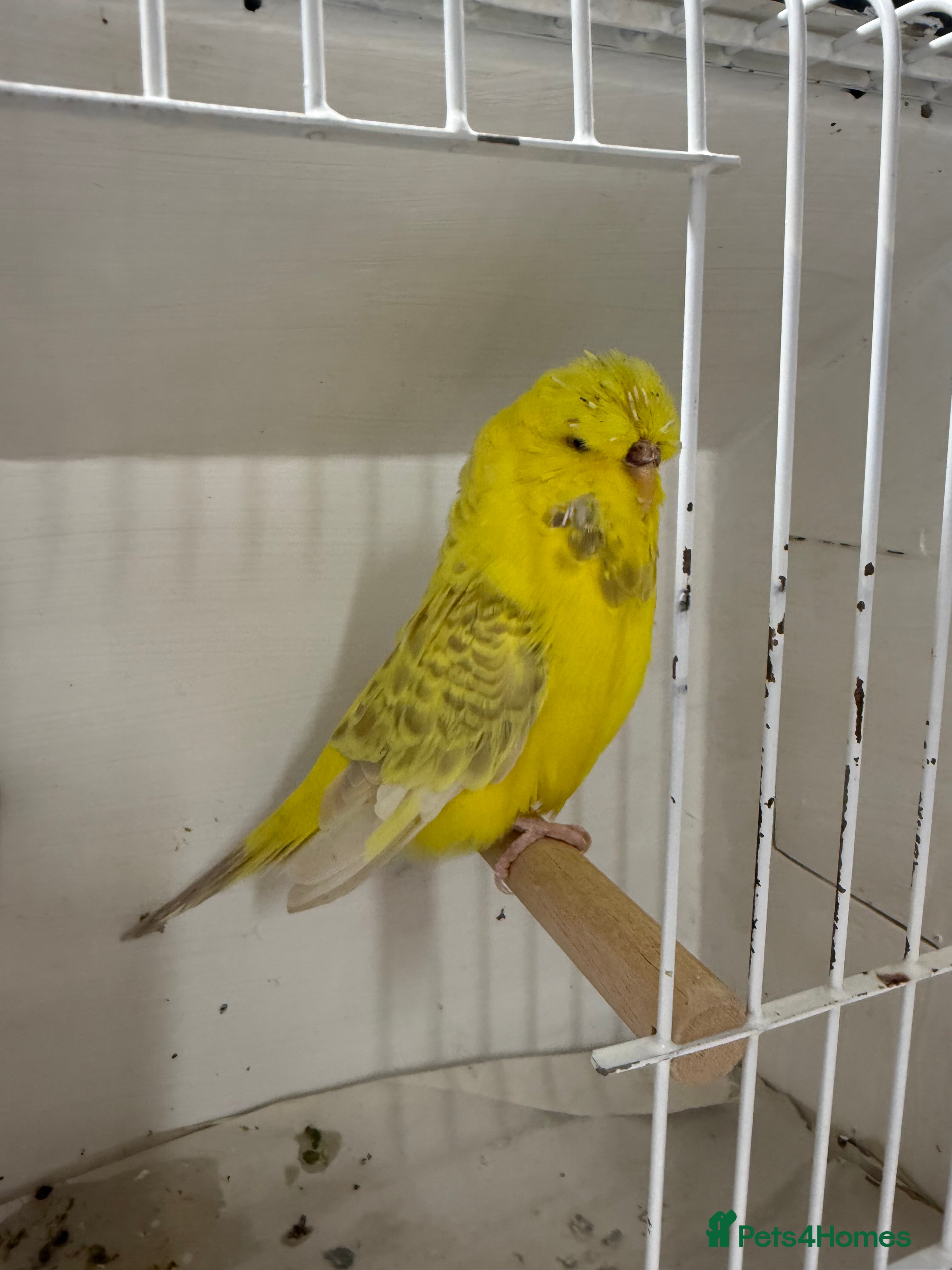 Budgerigars birds English budgies - Advert 2