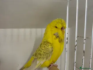 Budgerigars birds English budgies - Advert 2