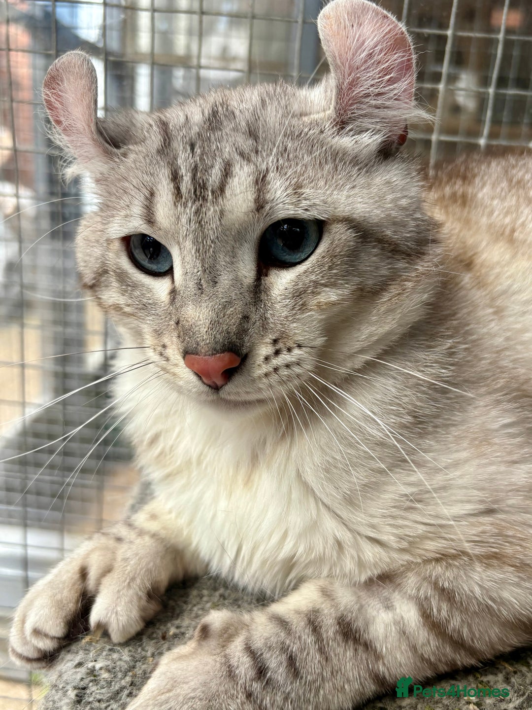Keetso cats for sale: Rare polydactyl keetso male  - Image 12