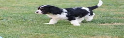 Cavapoo dogs for sale: COCKERLIERPOO puppies for sale - Advert 11