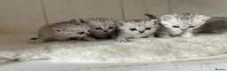 British Shorthair cats for sale: Stunning Snow Spot Kittens (GCCF) - Advert 4