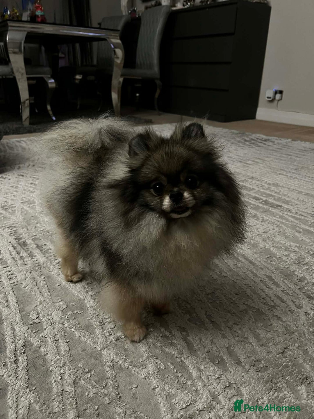 Pomeranian dogs for sale: For sale (Rehoming) 3,5 years female Pom  - Advert 6