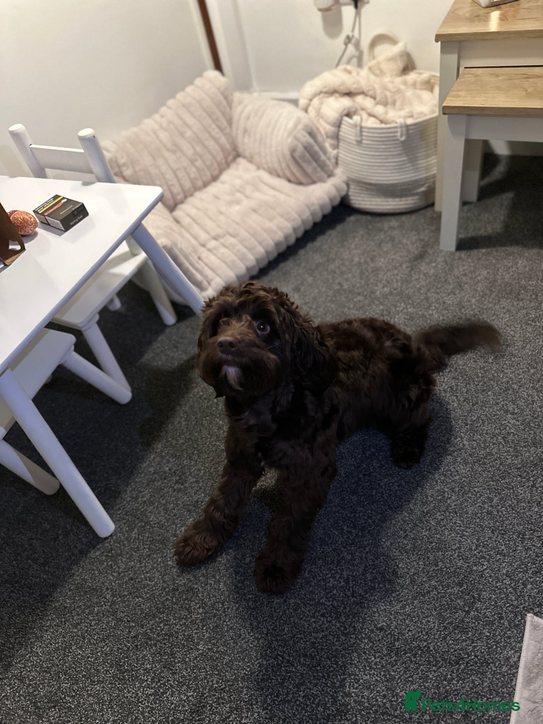 Cockapoo dogs for stud: 🐶 F1 Miniature Cockapoo Stud Available 🐶 - Advert 4