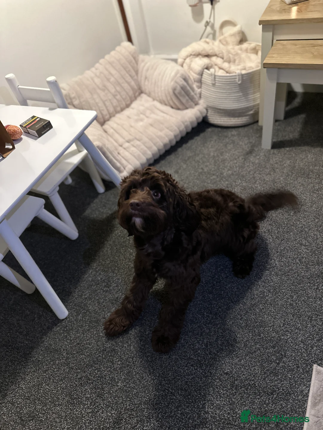 Cockapoo dogs for stud: 🐶 F1 Miniature Cockapoo Stud Available 🐶 - Advert 4