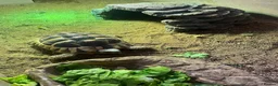 Hermann Tortoise reptiles for sale: Herman tortoise and enclosure  in Bridgwater - Advert 4