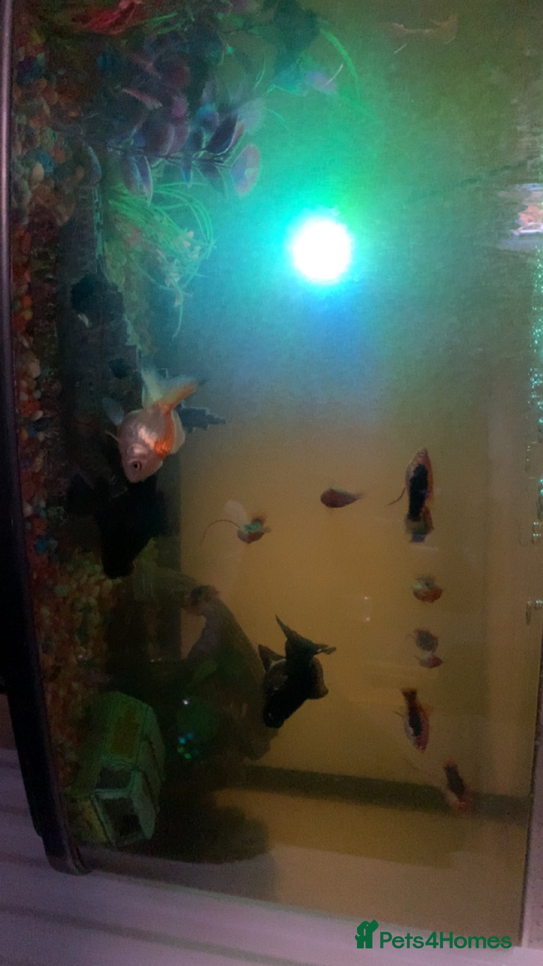 Platies fish for sale: Fish for sale  - Advert 2