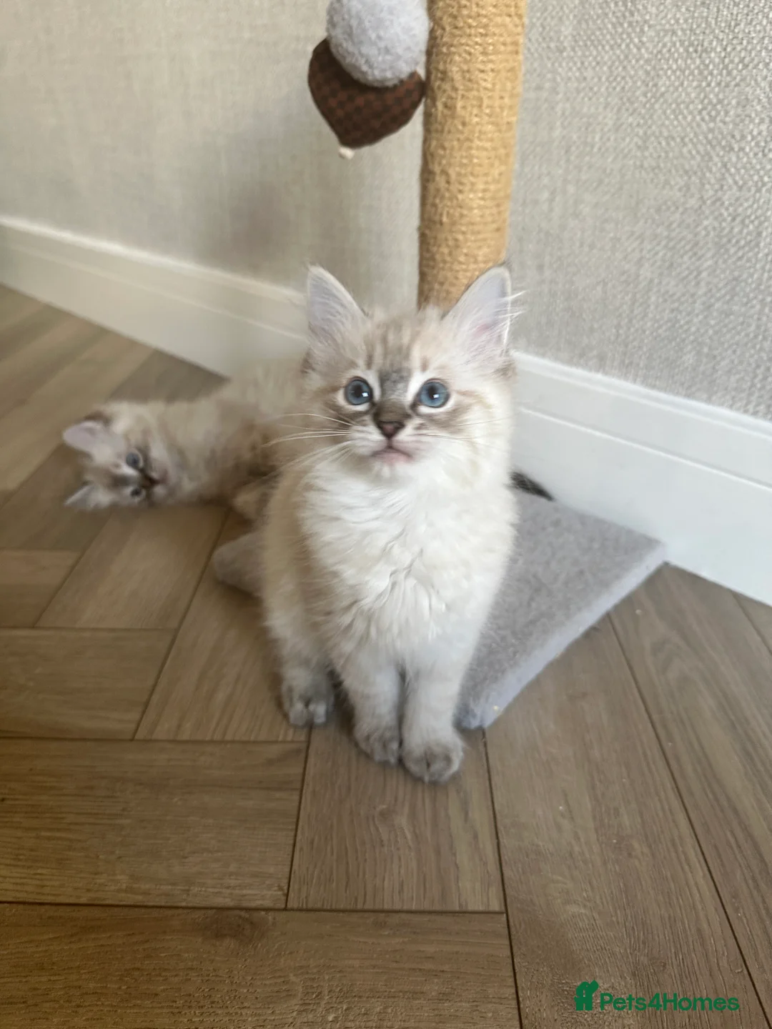 Ragdoll cats for sale: Ragdoll X Lynx kitten - Advert 2