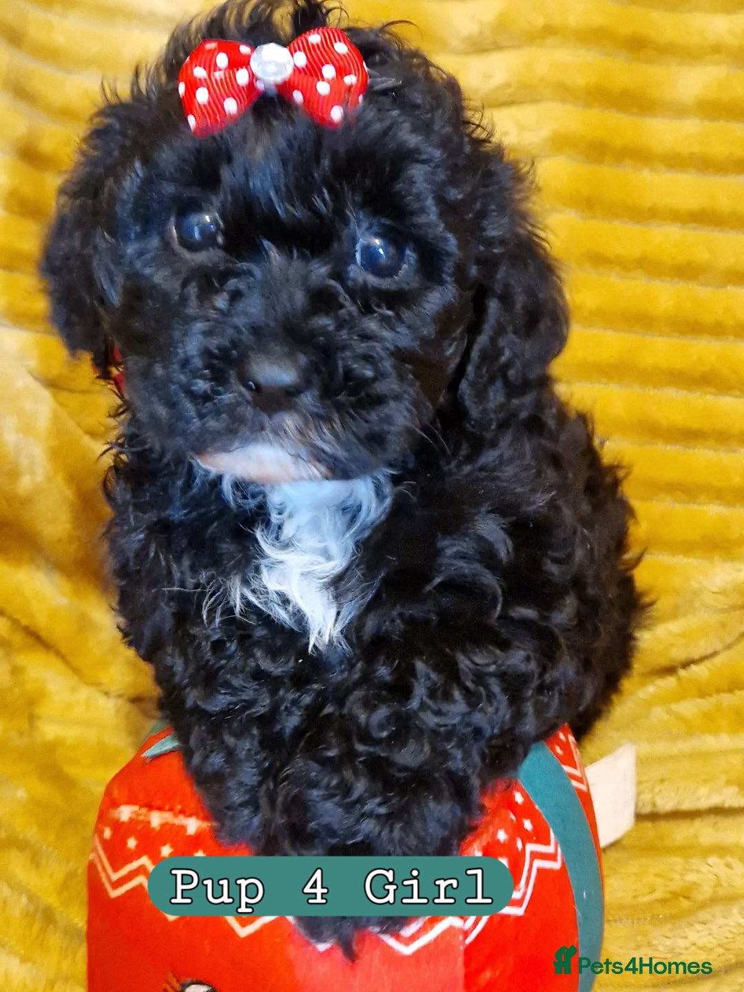 Poochon dogs for sale: 5 Cute and Cuddly Poochons  j  - Advert 8