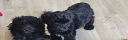 Yorkiepoo dogs for sale:  YORKIEPOOS PUPPIES  FROM LICENSED BREEDER.  - Advert 15