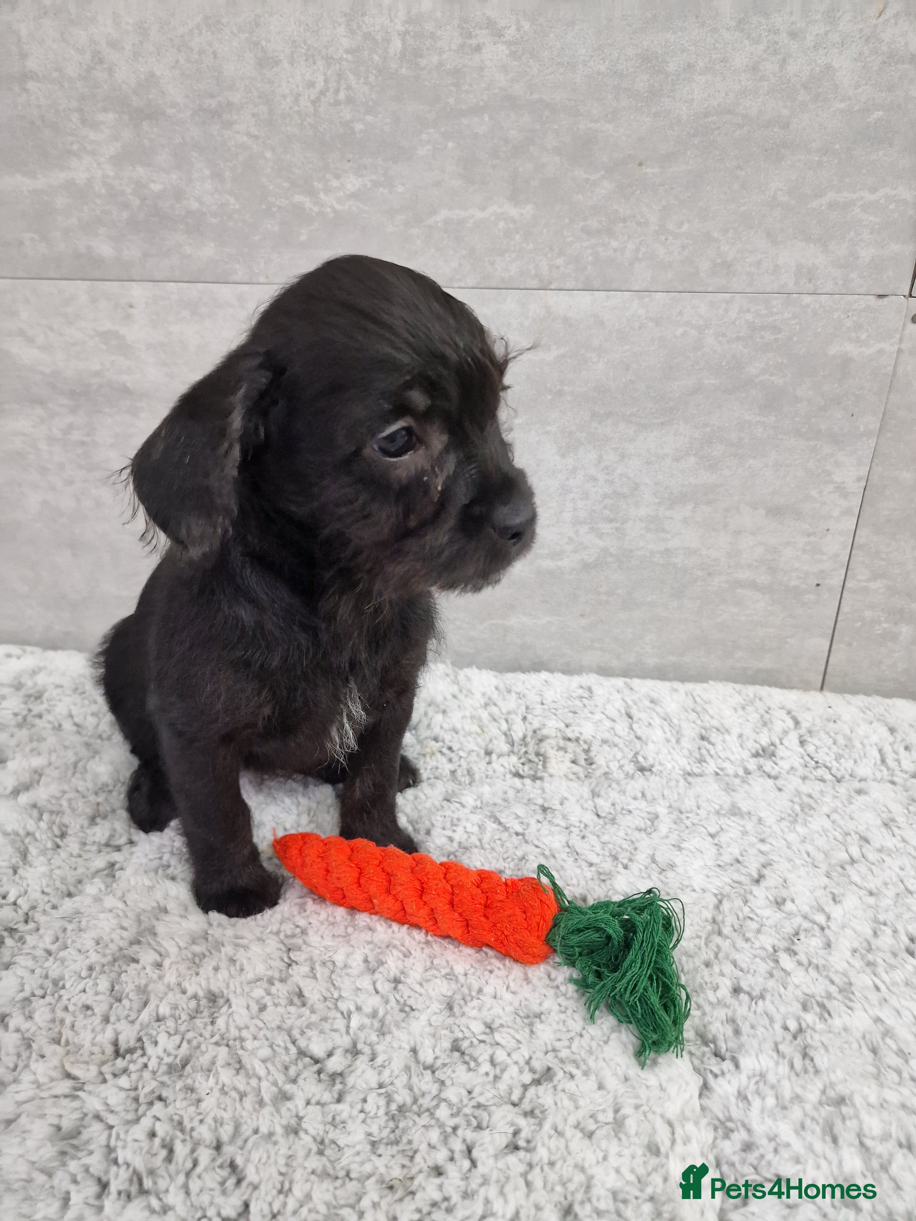 Mixed Breed dogs Frenchi /Mini Poodle Puppies ❤️ 1 Puppy LEFT! - Advert 2