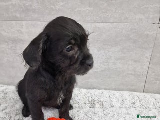 Mixed Breed dogs Frenchi /Mini Poodle Puppies ❤️ 1 Puppy LEFT! - Advert 5