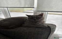 British Shorthair cats for sale: British Shorthair female for adoption - Image 3