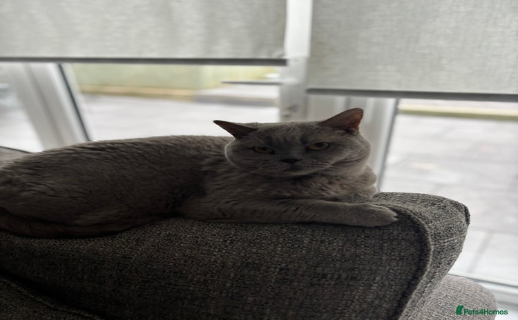 British Shorthair cats - Advert 6