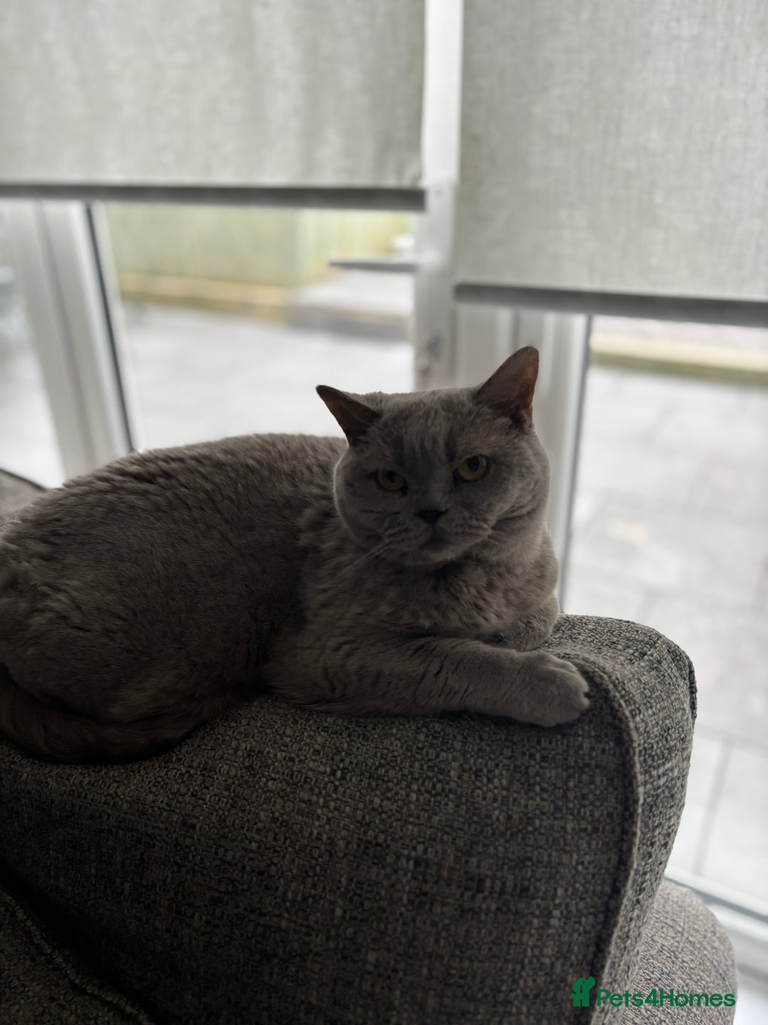 British Shorthair cats for sale: British Shorthair female for adoption - Image 3