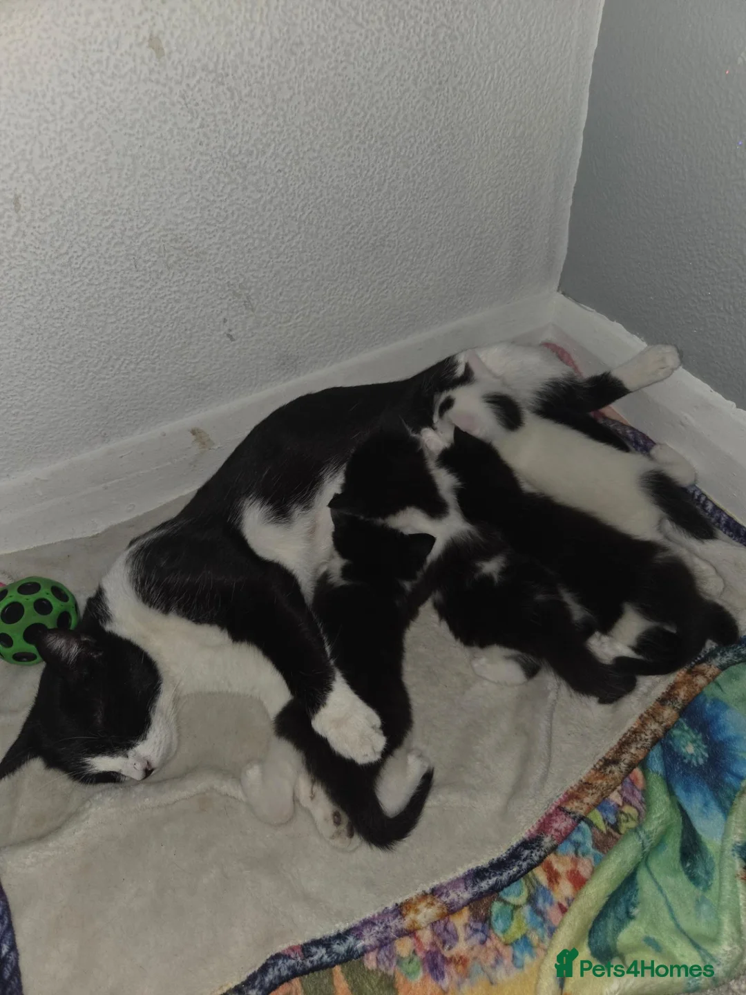 Mixed Breed cats for sale: Cute mixed breed kittens  - Advert 1