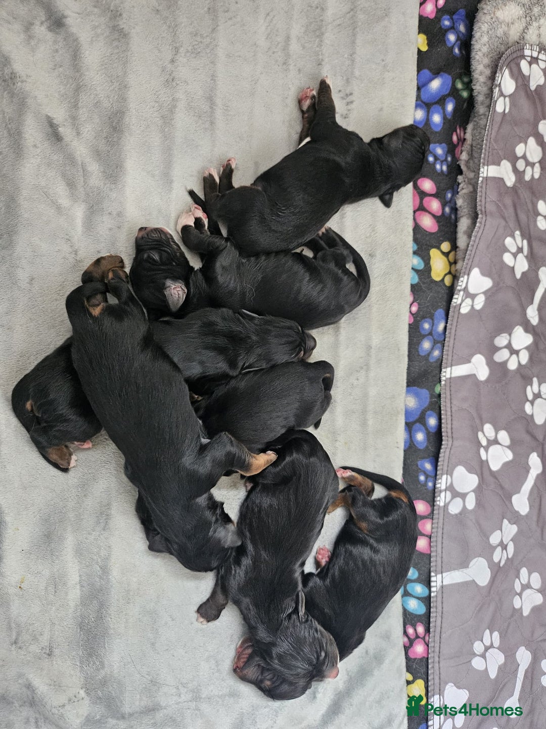 Mixed Breed dogs for sale: Border collie x irish petter puppies - Image 1