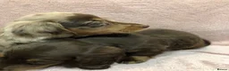 Miniature Dachshund dogs for sale: Miniature Longhaired dachshund puppy’s - Advert 8
