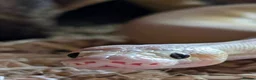 Python Snake reptiles for sale: Super pastel butter royal python - Advert 1