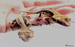 Gecko reptiles for sale: 3 gekos  - Image 3