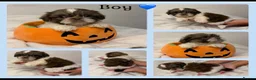 Shih Tzu dogs for sale: 9 beautiful Shih Tuz pups 🩷💙 - Advert 2