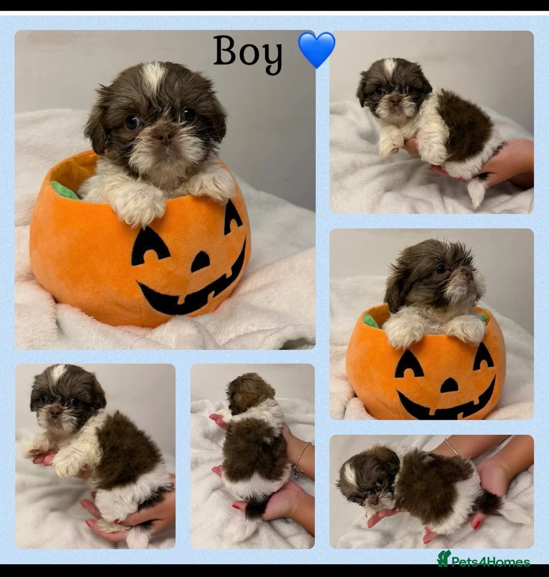 Shih Tzu dogs for sale: 9 beautiful Shih Tuz pups 🩷💙 - Advert 2