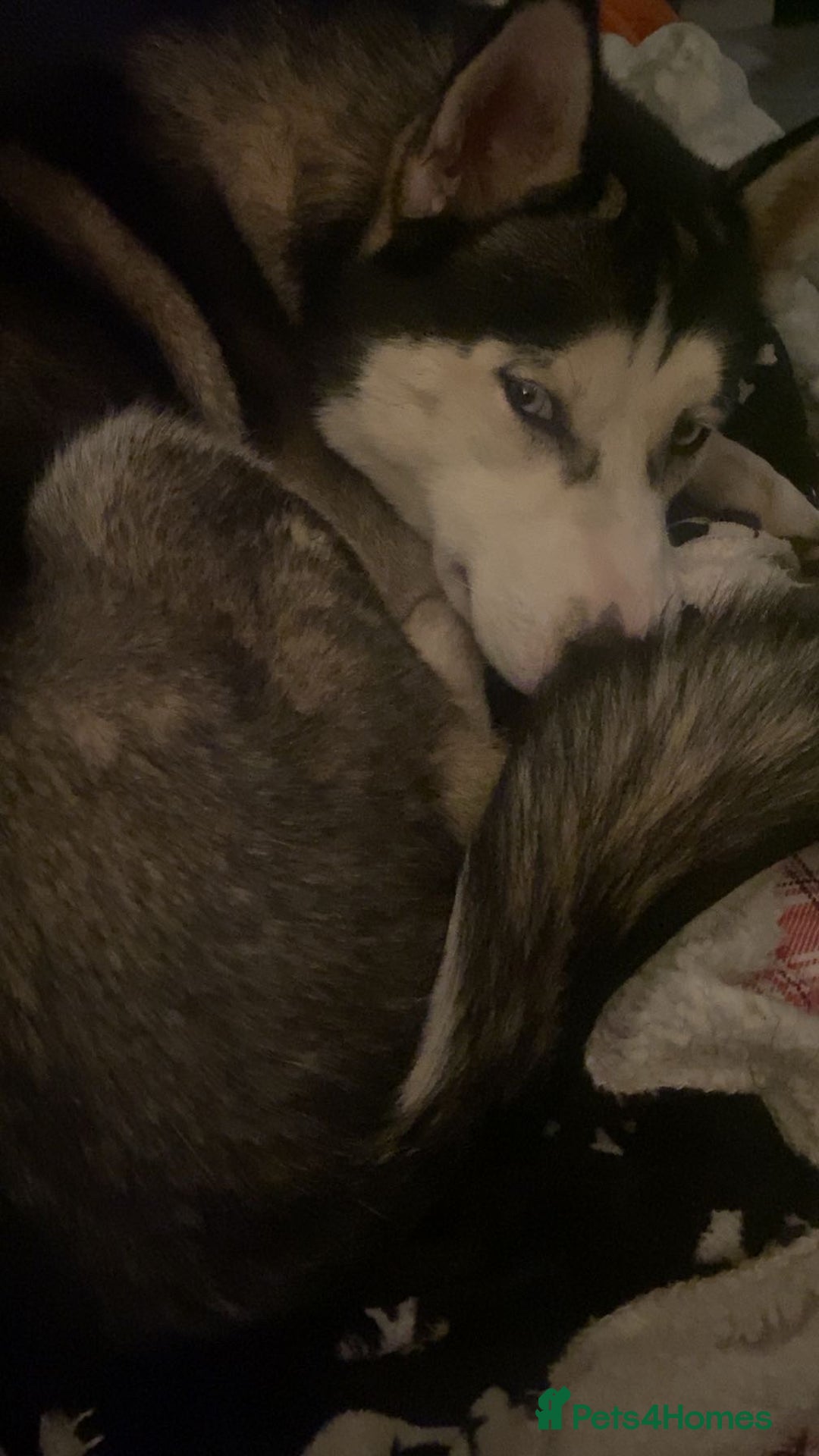 Siberian Husky dogs for sale: Keyara will be 2 on  ** s day - Advert 6