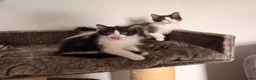 Siberian cats for sale: Full breed Siberian kittens ready now! - Advert 9