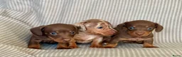 Miniature Dachshund dogs for sale: Miniature Dachshund puppies - Advert 4