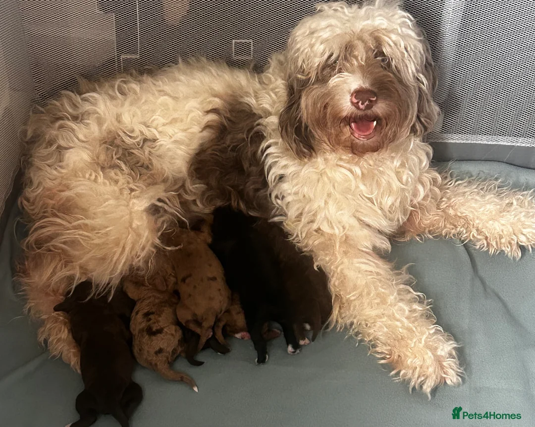 Sproodle dogs for sale: F1B Sproodle puppies  in Accrington - Advert 19