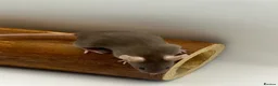 Mouse rodents for sale: Female fancy mice - ready for new homes - Advert 2