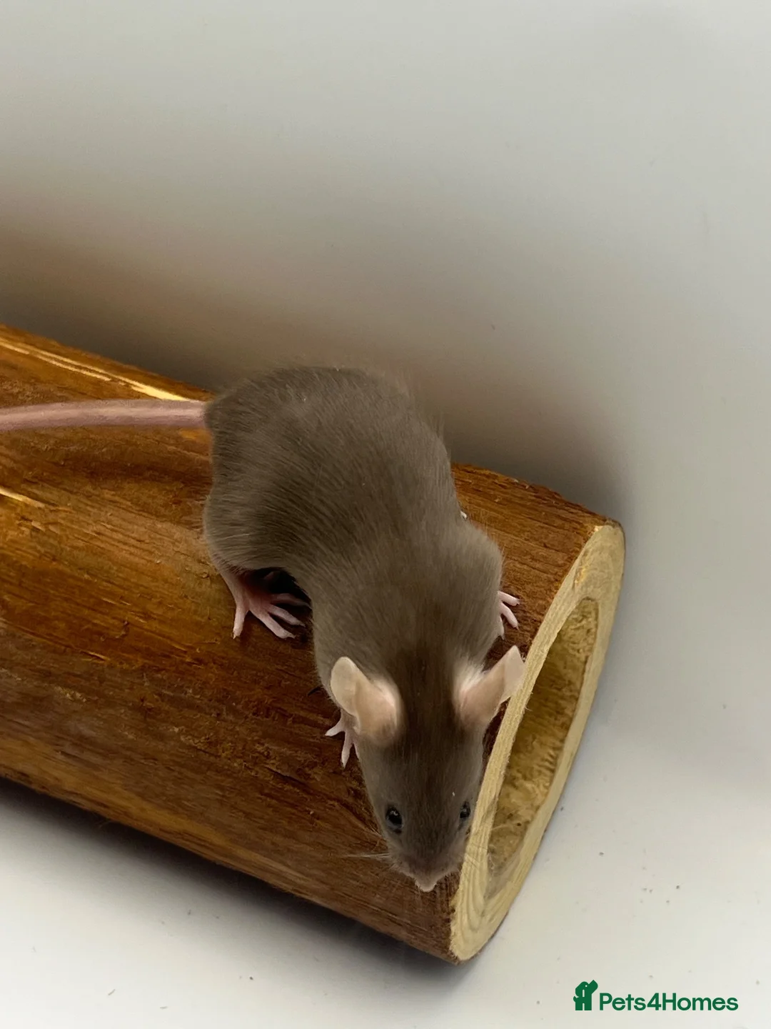 Mouse rodents for sale: Female fancy mice - ready for new homes - Advert 2