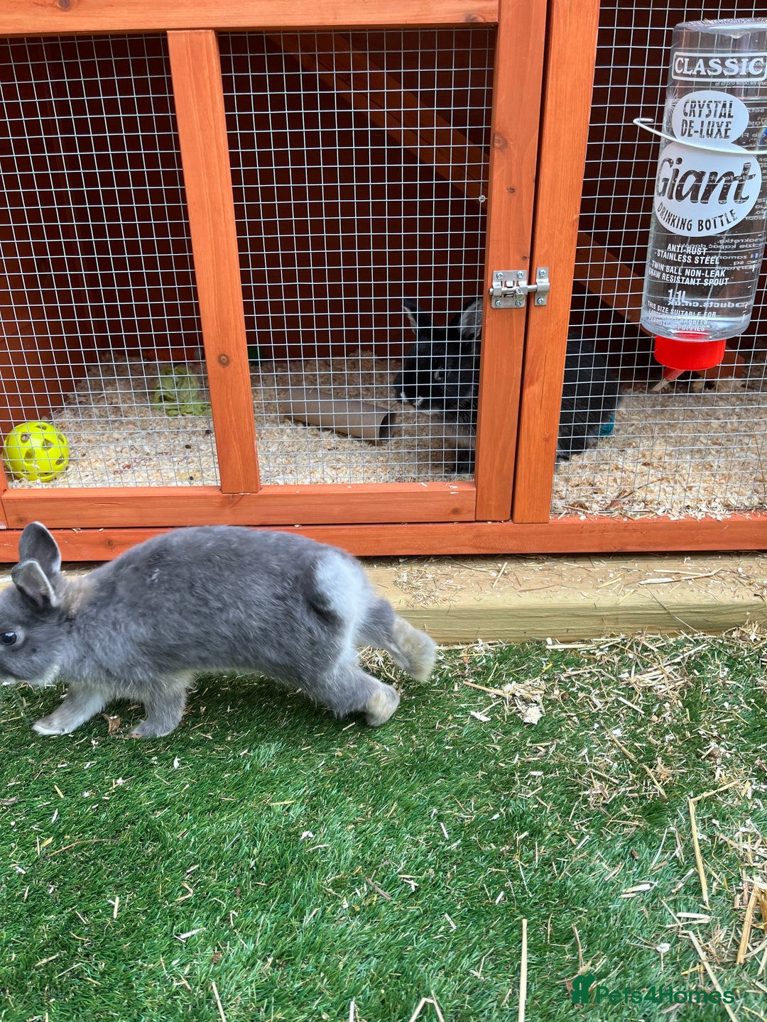 Netherland Dwarf rabbits for sale: 2 Male Netherland Dwarf rabbits 18 months old  - Advert 6