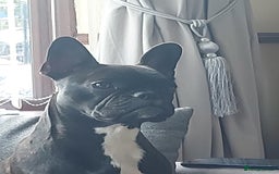 French Bulldog dogs for sale: French Bulldog puppies  - Image 3