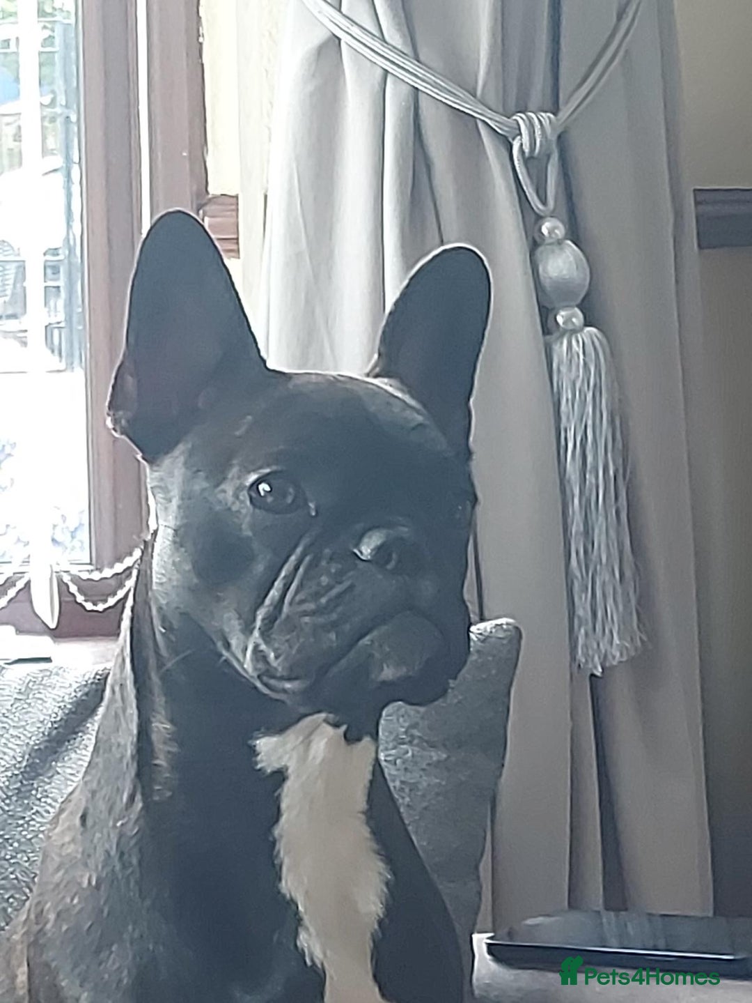 French Bulldog dogs for sale: French Bulldog puppies  - Image 3