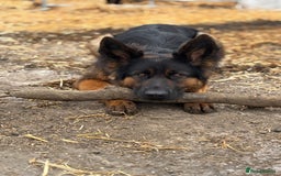 German Shepherd dogs for sale: German shepherd puppies  - Image 9