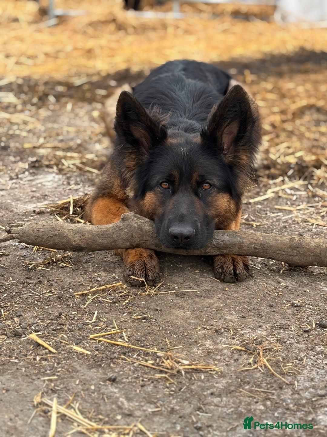 German Shepherd dogs for sale: German shepherd puppies  - Image 9
