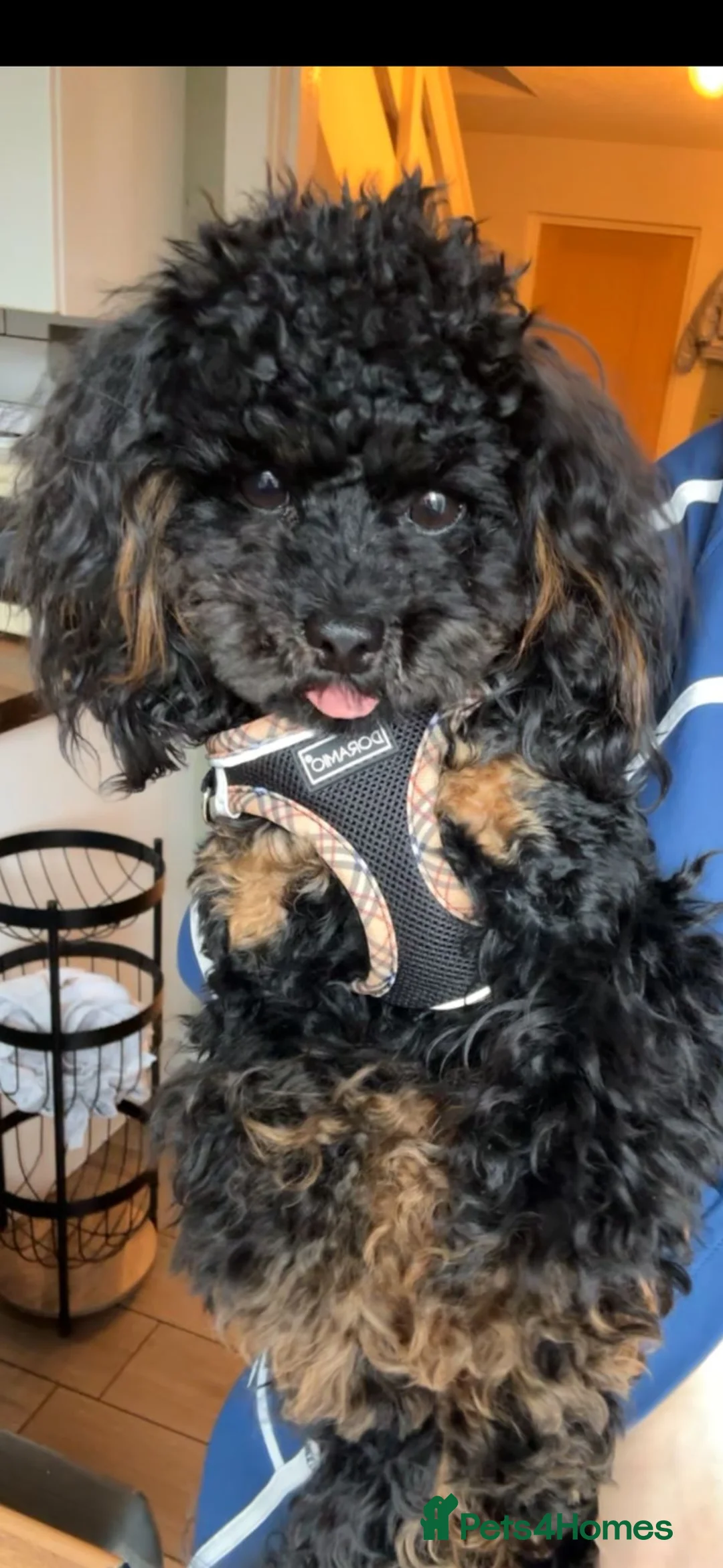 Toy Poodle dogs for stud: Asian toy poodle stud - Advert 2