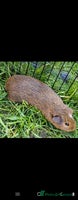 Guinea Pig rodents - Advert 3
