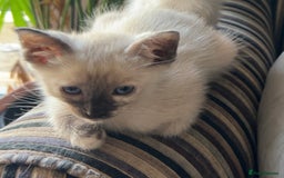 Ragamese cats for sale: Beautiful Ragamese kittens ❤️ - Image 9