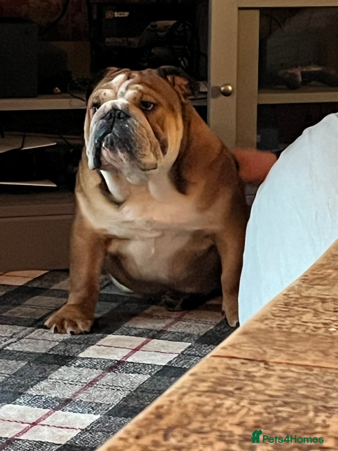 English Bulldog dogs for sale: english bulldog male  - Image 1