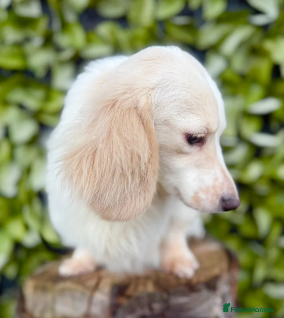 Miniature Dachshund dogs for stud: Award-winning Breeder-KC Cream Pied Longcoat - Advert 1