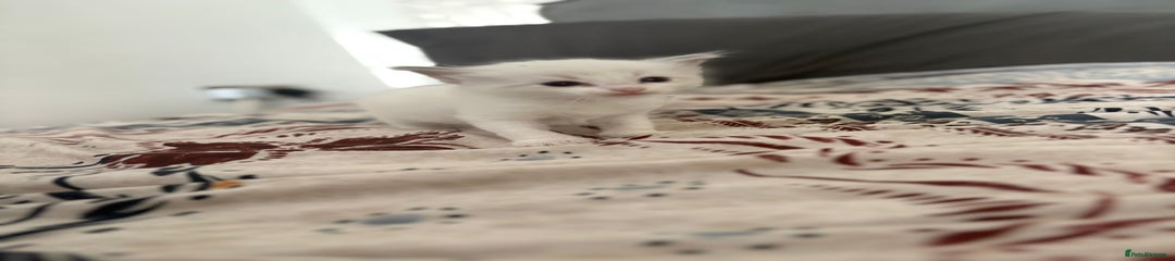 Ragdoll Kitten 3