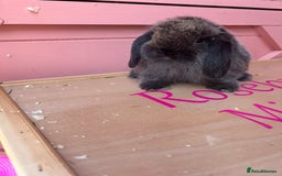 Mini Lop rabbits for sale: Show bloodline Miniature lop baby rabbits  - Image 3